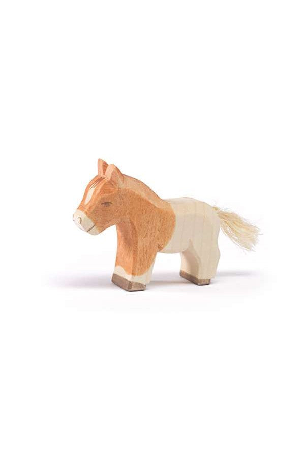 Shetland Pony, colt