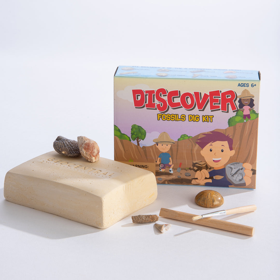 Excavation Kit: Discover Fossils